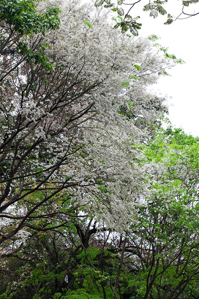 ...khung cảnh thơ mộng ấy là lý do để lòng người mong ngóng và ngẩn ngơ mỗi độ xuân sang.