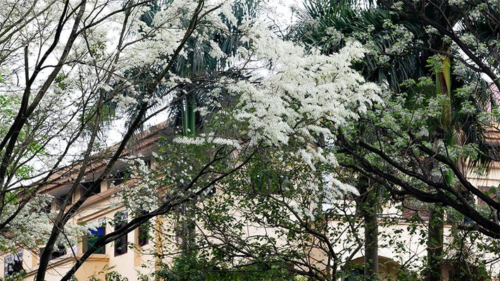 Những bông hoa nhỏ màu trắng mong manh tô điểm cho vẻ đẹp lãng mạn của Hà Nội mỗi độ xuân về.
