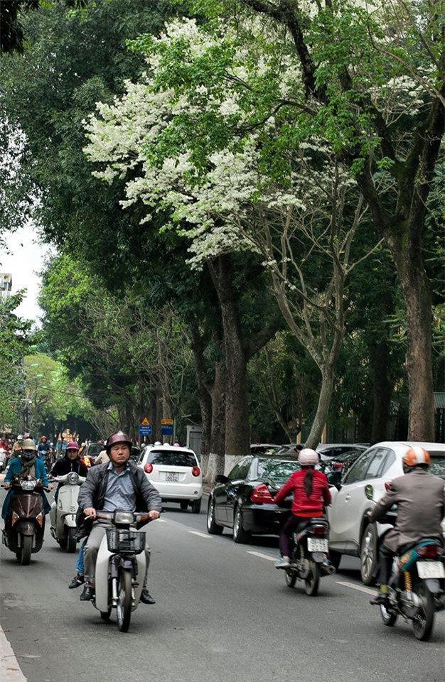 Tháng 3, mùa hoa sưa đã trở thành 'đặc sản' riêng có của Hà Nội...