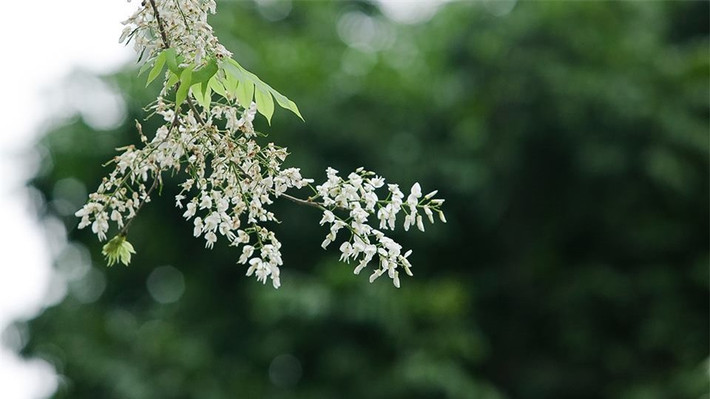 Cứ vào độ tháng 3, khi tiết trời Hà Nội lất phất mưa xuân, thì cũng là lúc hoa sưa nở rộ trên những góc phố thân quen.