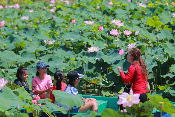 Đồng Tháp được nhiều người biết đến là "đất sen hồng". Tại vùng đất này, hoa sen với nhiều chủng loại từ lâu đã trở thành hình ảnh quen thuộc, được nhắc đến qua câu "Tháp Mười đẹp nhất bông sen...". "Thuần khiết như hồn sen" (As pure as lotus) cũng là slogan quảng bá du lịch của tỉnh. Ảnh: Đồng Tháp Quê Mình.