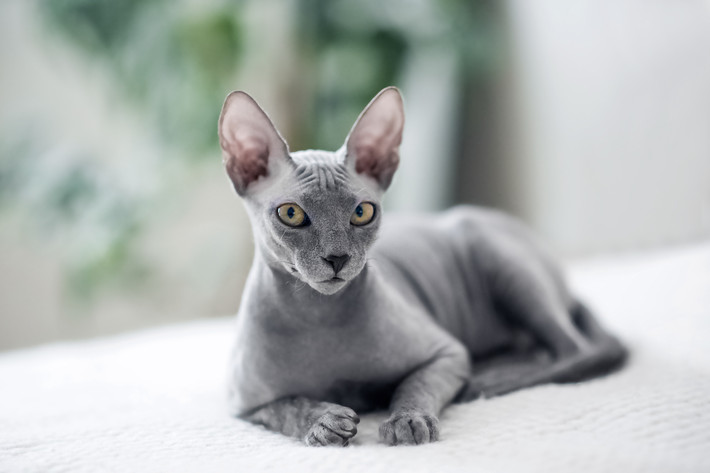 Sphynx: Mèo Sphynx còn có một tên gọi khác là mèo Ai Cập. Đây là giống mèo đột biến tự nhiên, không qua cấy ghép lai tạo. Những cá thể đầu tiên xuất hiện vào năm 1966. Giá của loài mèo Ai Cập có thể chạm mức 3.000 USD. Ảnh: Nelly Senko.