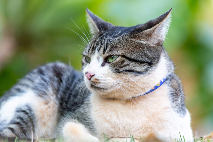 American Wirehair: Giống mèo này còn có một tên gọi khác là mèo Mỹ lông dày. Chúng là giống mèo nhà có nguồn gốc ở ngoại ô New York, Mỹ. Giá bán của loài mèo này có thể lên tới 1.200 USD. Ảnh: