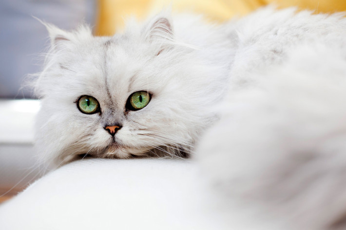 Persian: Giống mèo Persian còn được biết đến với tên gọi khác là mèo Ba Tư. Chúng được yêu thích bởi bộ lông dài và bản tính ôn hòa. Giá của loài mèo này khoảng 5.500 USD. Ảnh: Douglas Holder.