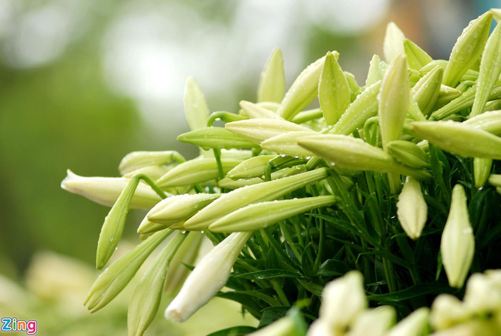 Cũng bởi vậy mà họ thường gặp gỡ, kết giao với quý nhân, nhận được cơ hội tốt để phát triển sự nghiệp. Đàn ông sinh vào ngày Âm lịch này thường học rộng, tài cao, giàu ý chí vươn lên.
