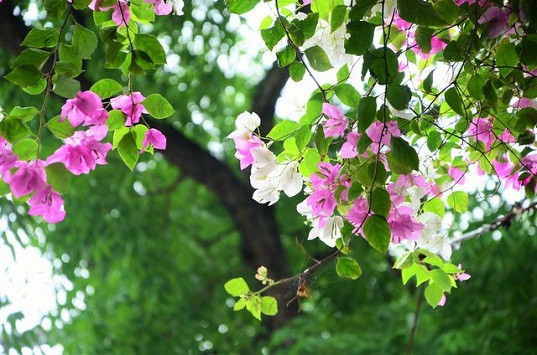 Cũng vì sống nhân từ, hiền đức lại tốt bụng nên họ được người tốt giúp đỡ, càng về sau càng gặp may mắn. Đến trung tuổi, họ cùng bạn đời có được sự nghiệp thành công, sống bên nhau hạnh phúc lâu dài ai cũng ngưỡng mộ.