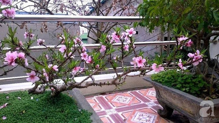 Hơn nữa, khi hoa đào nở rộ cũng sẽ mang đến cho con người niềm vui và hy vọng, đồng thời cũng sẽ khiến con người cảm thấy đặc biệt ấm áp và lãng mạn. Ngoài ra, từ xa xưa, người xưa tin rằng cây đào có thể xua đuổi tà ma, mang lại sức khỏe và sự trường thọ nên họ rất yêu quý cây đào.