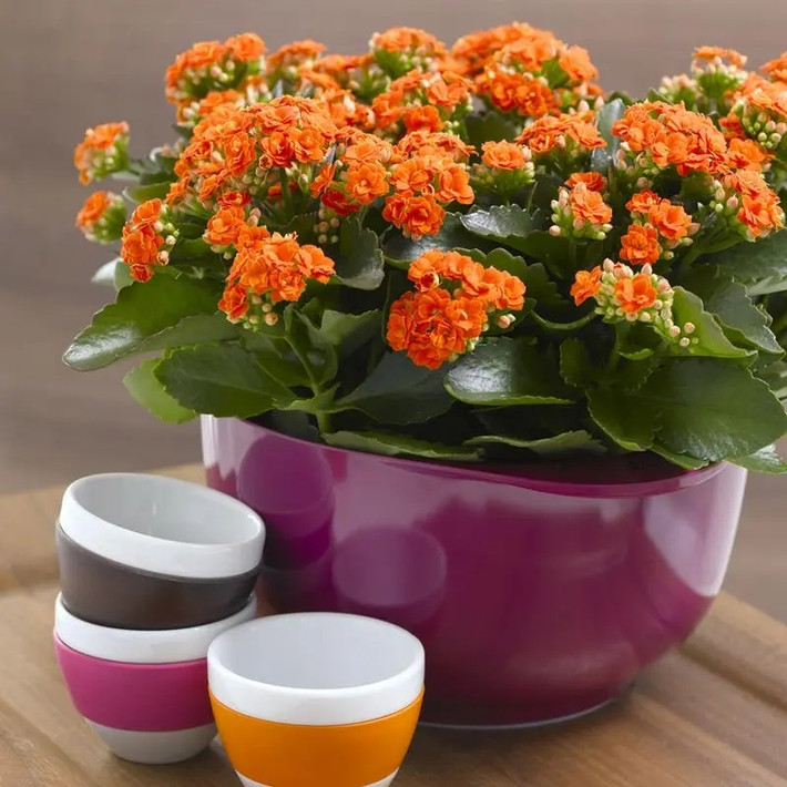 Tuy về ngoài nhỏ nhắn nhưng cây cảnh sống đời mang một sức mạnh bền bỉ đúng như tên gọi. Đặc biệt, khi lá sống đời rụng xuống đất thì nó sẽ mọc rễ và trở thành một cây con. Điều nay minh chứng cho sự trường thọ, vĩnh hằng theo thời gian. Ảnh minh họa Toutiao