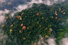 Cuối năm về Phong Nha – Kẻ Bàng ngắm rừng Trường Nhãn đổi màu