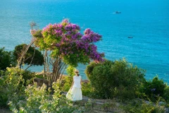 Hoa bằng lăng nhuộm tím Mũi Dinh, điểm đến không thể bỏ lỡ hè này