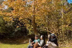 Mê mẩn rừng Phong Hương Quảng Trị mùa lá đổi sắc đẹp tựa châu Âu