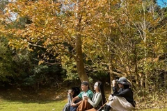 Mê mẩn rừng Phong Hương Quảng Trị mùa lá đổi sắc đẹp tựa châu Âu