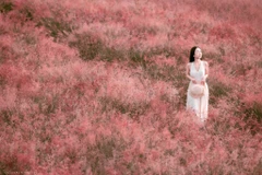 Đồi cỏ hồng Mộc Châu rực sắc hút các nàng thơ tới check-in