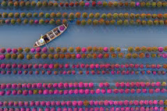 Những năm gần đây, làng hoa Sa Đéc đã trở thành điểm đến hấp dẫn của du khách, đặc biệt vào mùa giáp Tết. Du khách có thể dạo bước trên những lối đi giữa biển hoa, trải nghiệm chèo xuồng len lỏi giữa các giàn hoa treo cao, tìm hiểu quy trình trồng hoa và chụp ảnh check-in giữa không gian rực rỡ sắc màu. Ảnh Fanpage Làng hoa Sa Đéc