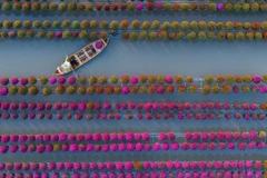 Những năm gần đây, làng hoa Sa Đéc đã trở thành điểm đến hấp dẫn của du khách, đặc biệt vào mùa giáp Tết. Du khách có thể dạo bước trên những lối đi giữa biển hoa, trải nghiệm chèo xuồng len lỏi giữa các giàn hoa treo cao, tìm hiểu quy trình trồng hoa và chụp ảnh check-in giữa không gian rực rỡ sắc màu. Ảnh Fanpage Làng hoa Sa Đéc