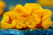 Sự thật bất ngờ về "khối não vàng" bí ẩn bung xòe trên cây 
