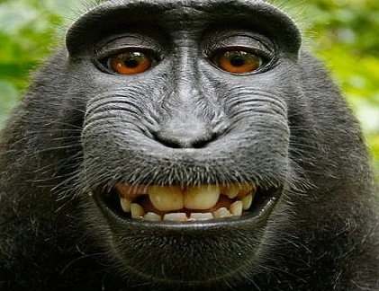 Khi động vật cười “nhăn răng” (3)