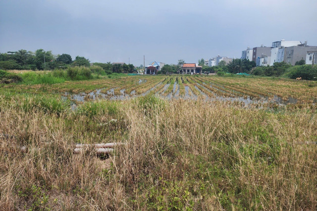Nhiều diện tích đất dự án hiện vẫn là ruộng lúa của người dân chưa được đền bù giải phòng mặt bằng 1111.jpg
