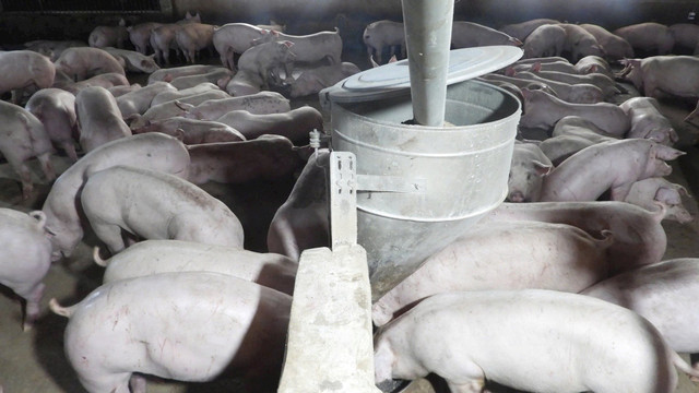 Hai ổ dịch tả lợn châu Phi tại một xí nghiệp chăn nuôi công nghệ cao ở xã Tân Hội và một hộ dân tại phường Bình Minh. 33.jpg