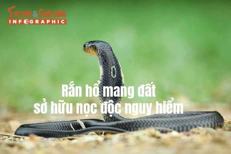 [INFOGRAPHIC] Rắn hổ mang đất đáng sợ ra sao?