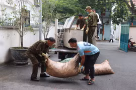 Phát hiện cơ sở chế biến chui số lượng lớn mỡ lợn bẩn ở Phú Thọ