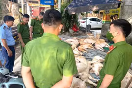 Gần 800 kg thịt lợn hôi thối suýt bị tuồn ra thị trường