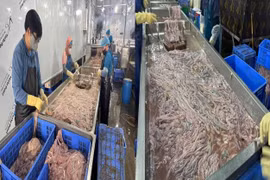 Phát hiện cơ sở trữ, chế biến hàng chục tấn lòng lợn không rõ nguồn gốc