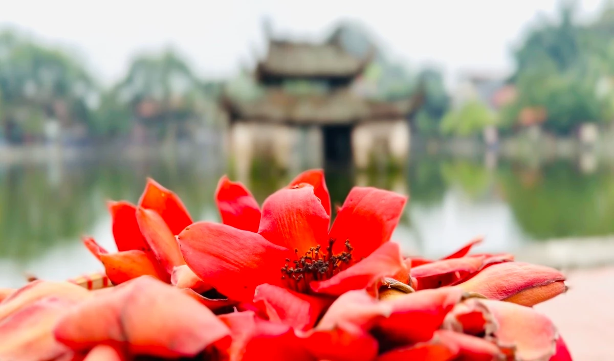 Đẹp ngất ngây cây gạo đỏ rực ở chùa nghìn tuổi Hà Nội