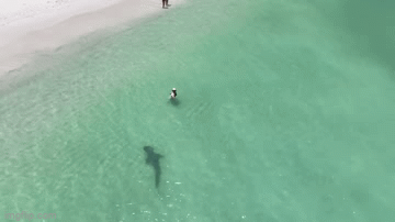 Cô gái thoát chết trong gang tấc khi cá mập hổ đến gần.