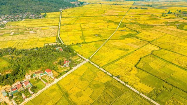 Những cánh đồng vàng ruộm đã đưa Việt Nam từ đất nước đói nghèo đến cường quốc xuất khẩu gạo. Ảnh: Cảnh Huệ. Những cánh đồng vàng ruộm đã đưa Việt Nam từ đất nước đói nghèo đến cường quốc xuất khẩu gạo. Ảnh: Cảnh Huệ.