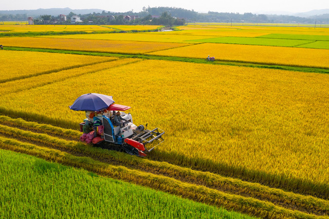 Không chỉ nằm trong top đầu thế giới về xuất khẩu, Việt Nam còn hướng đến sản xuất gạo xanh phát thải thấp. Ảnh: Báo QB chuoi-lua-gao-1-4018.jpg