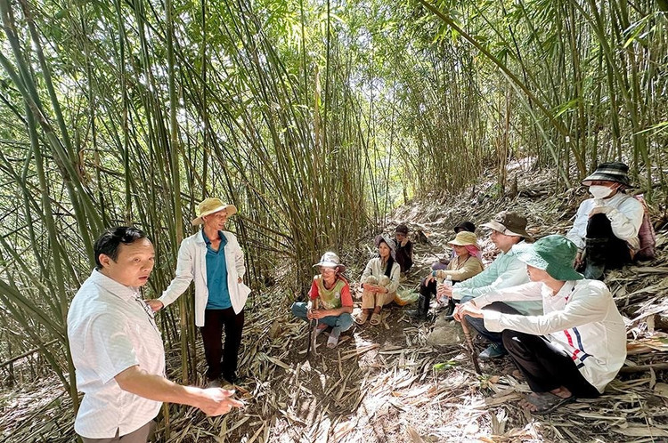 Phó chủ tịch UBND huyện Sơn Tây, Đồng Chủ nhiệm dự án từ khi còn là Trưởng phòng Nông nghiệp & PTNT đến tận nơi hướng dẫn kỹ thuật chăm sóc rừng vót cho người Ca Dong. 6595757386686177f72f8bimg-0907-20240705092606.jpg