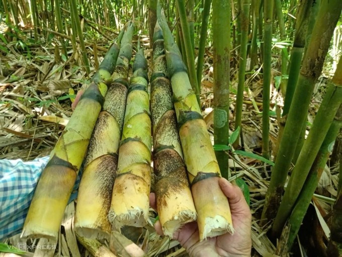 Măng vót cho năng xuất cao khi áp dụng khoa học kỹ thuật vào canh tác. 1000018903.jpg