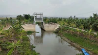Cứng hóa đê bao bờ Bắc K17 thúc đẩy nông nghiệp phát triển