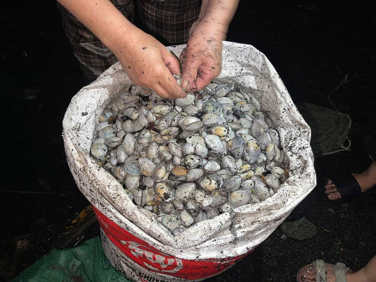 Nhiều người bắt được lượng ngao, sò biển rất lớn.