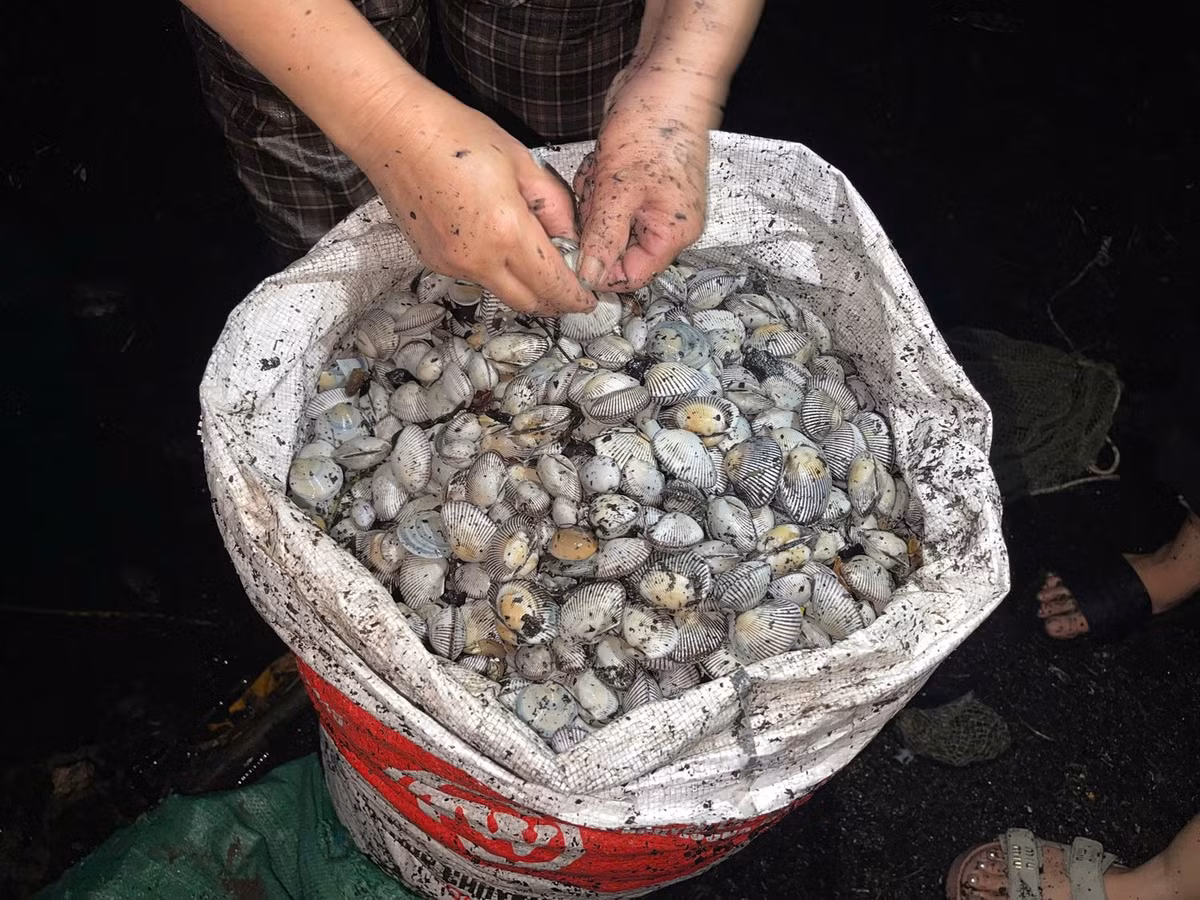 Nhiều người bắt được lượng ngao, sò biển rất lớn.
