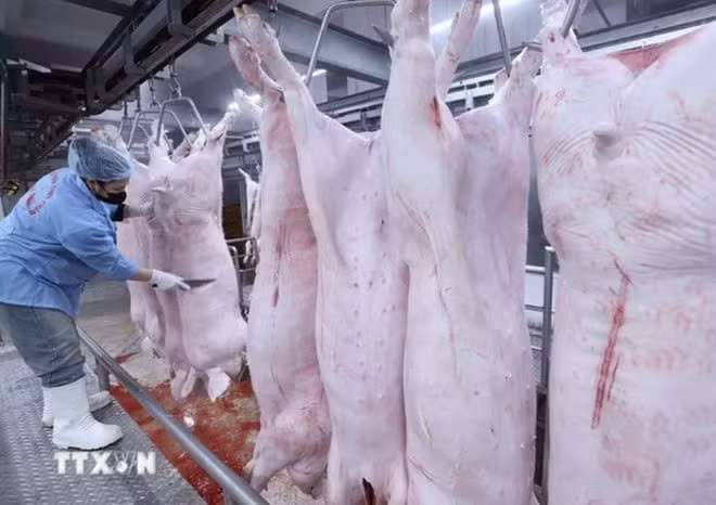 Tăng cường phát hiện, điều tra, xử lý nghiêm các hành vi vi phạm nghiêm trọng về kiểm soát giết mổ động vật làm lây lan dịch bệnh, gây mất an toàn thực phẩm. (Ảnh: TTXVN)