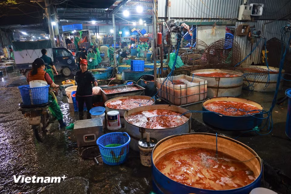 Trước thềm ngày 23 tháng Chạp, chợ cá lớn nhất miền Bắc tại làng Sở Thượng (Phường Hoàng Mai, Hà Nội) tưng bừng trong sắc đỏ của cá chép và xen lẫn tiếng trả giá vang vọng cả khu chợ. (Ảnh: Minh Hiếu/Vietnam+)