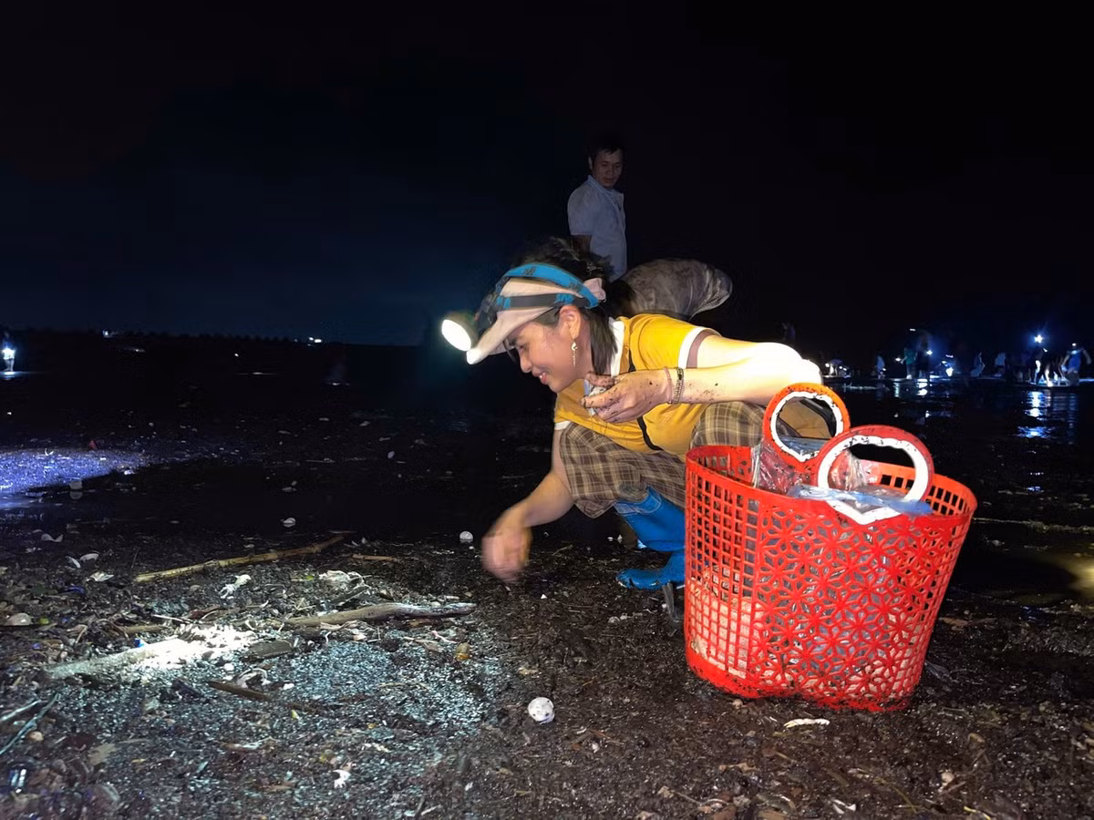Những con ngao, sò mới trôi dạt vào bờ nên vẫn còn sống.