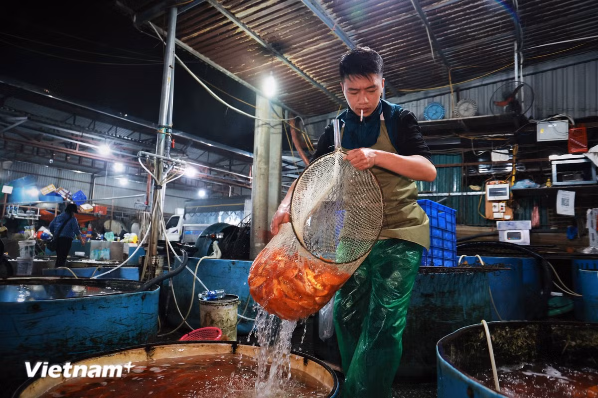 Theo khảo sát, giá cá chép vàng năm nay không có nhiều biến động so với năm ngoái. (Ảnh: Minh Hiếu/Vietnam+)