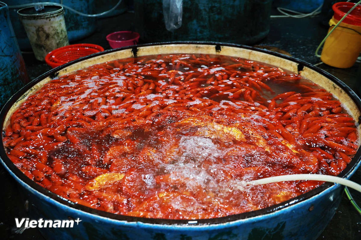 Cụ thể, giá cá chép dao động từ 120.000-180.000 đồng/kg tuỳ chủng loại và kích thước. (Ảnh: Minh Hiếu/Vietnam+)