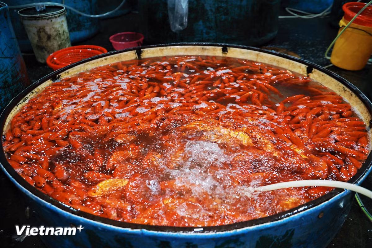 Cụ thể, giá cá chép dao động từ 120.000-180.000 đồng/kg tuỳ chủng loại và kích thước. (Ảnh: Minh Hiếu/Vietnam+)