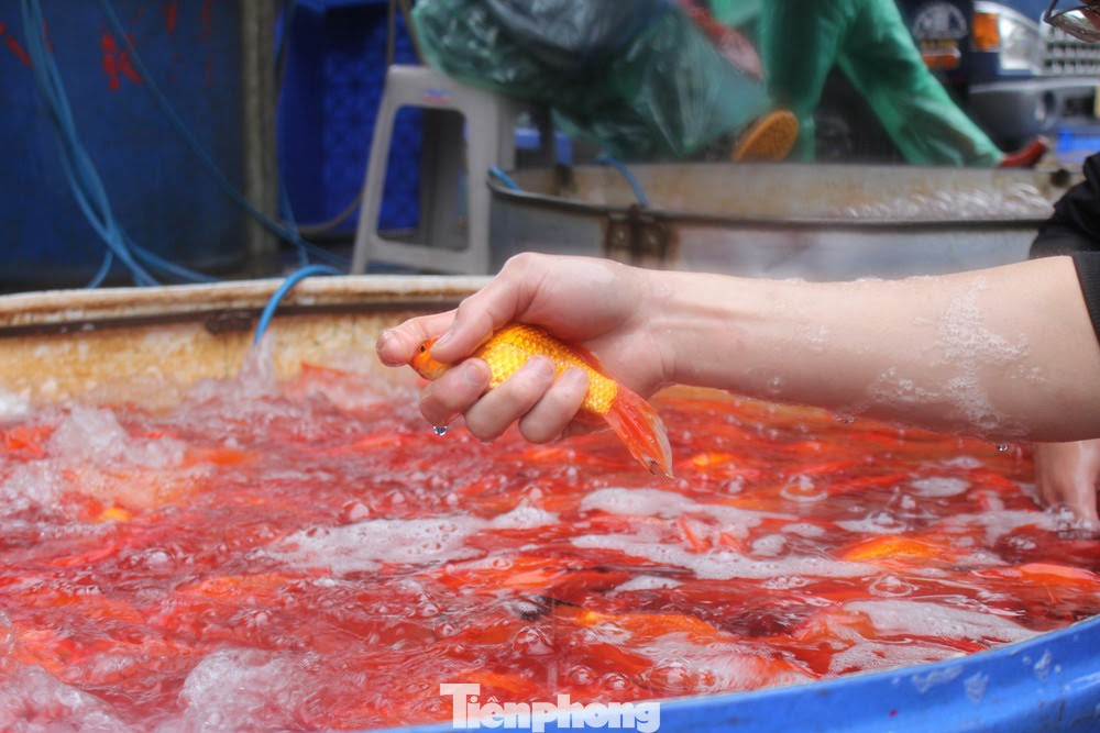 Các tiểu thương đều chung nhận định, cá chép đỏ năm nay "không đắt hàng" chính là do khó khăn kinh tế chung - Lộc Liên (Tiền Phong)