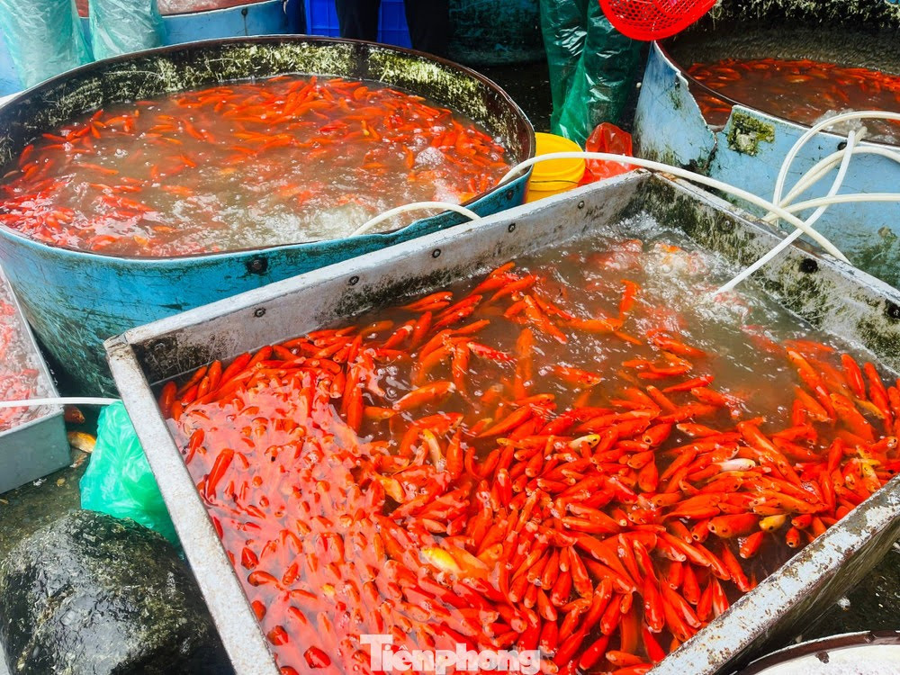 Khảo sát từ trưa đến chiều 8/2, tức 21 tháng Chạp tại chợ cá Yên Sở , mặt hàng cá chép đỏ - được coi là phương tiện không thể thiếu để tiễn Táo quân về trời - năm nay có mức giá khá "mềm" - Lộc Liên (Tiền Phong)