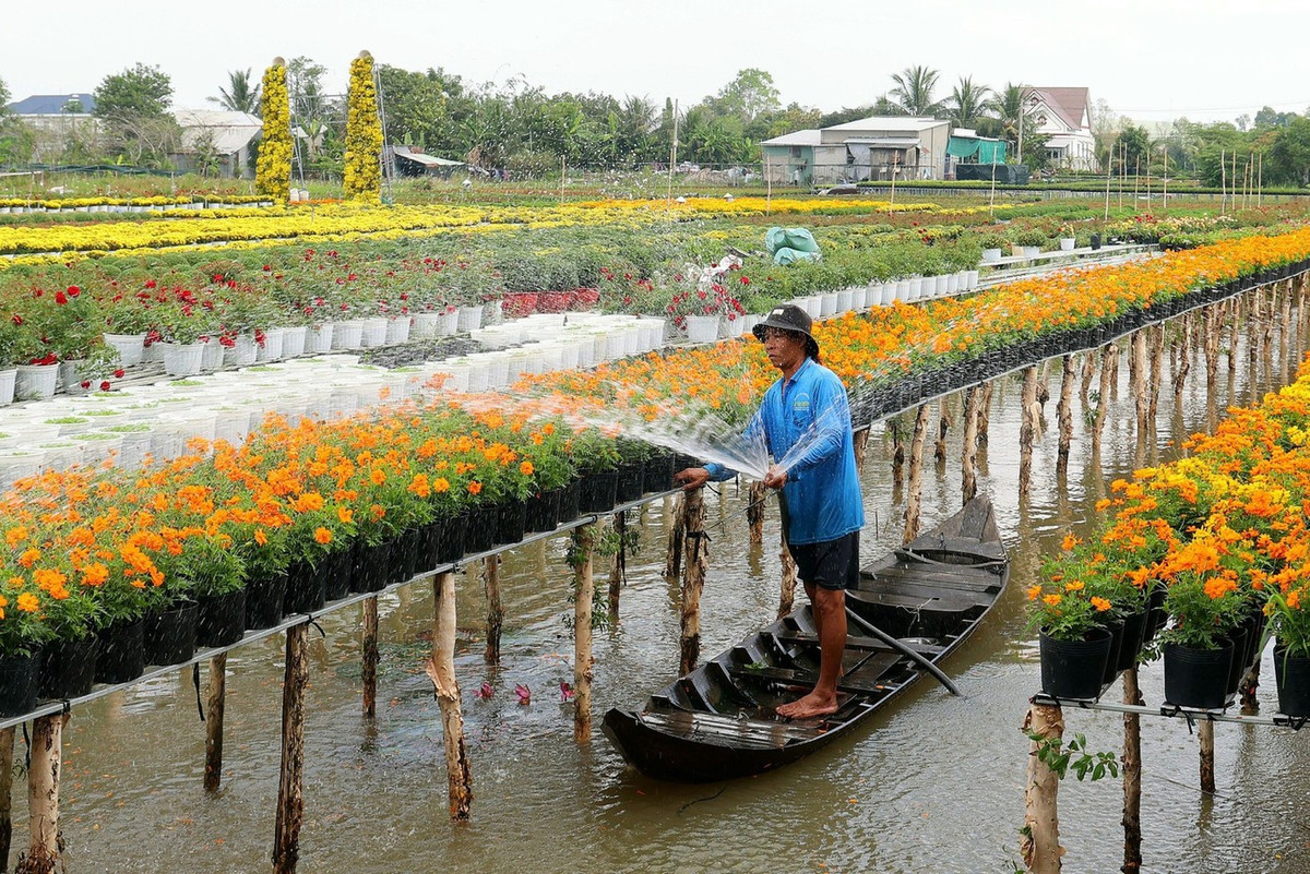 Nông dân chăm chút từng chậu hoa phục vụ thị trường Tết Nguyên đán 2026