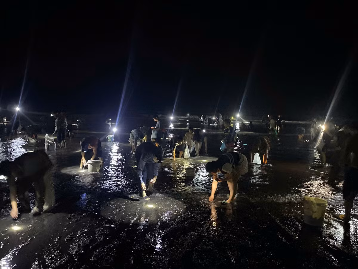 Những ngày qua, do ảnh hưởng của bão số 10, biển động nên ngao bị sóng đánh dạt vào bờ. Theo ghi nhận, vị trí ngao, sò lông dạt vào bờ biển nằm tại xã Hải Xuân với chiều dài khoảng 1km.