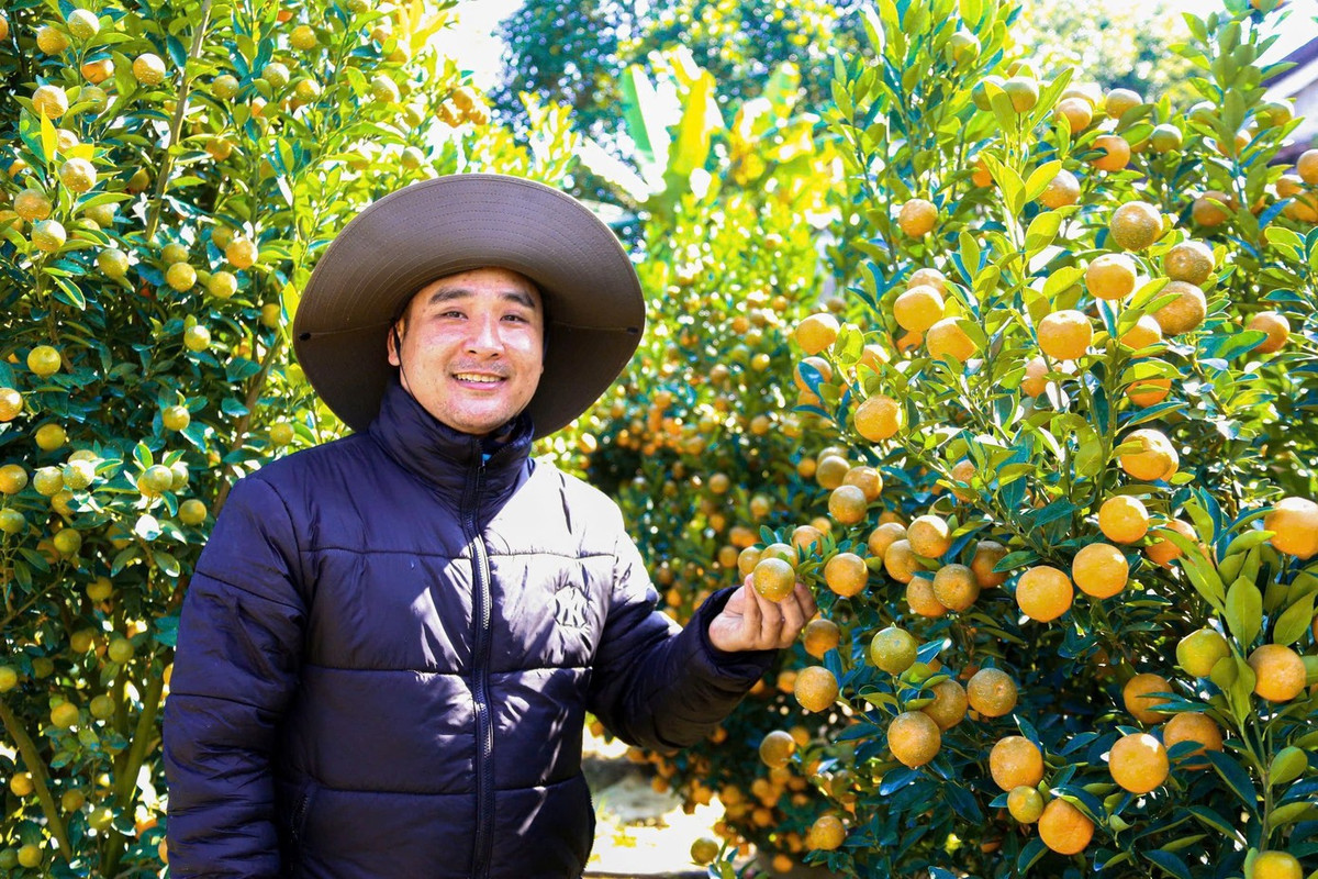 Nhiều chủ vườn phấn khởi khi khoảng 80% lượng quất tại vườn đã được đặt cọc