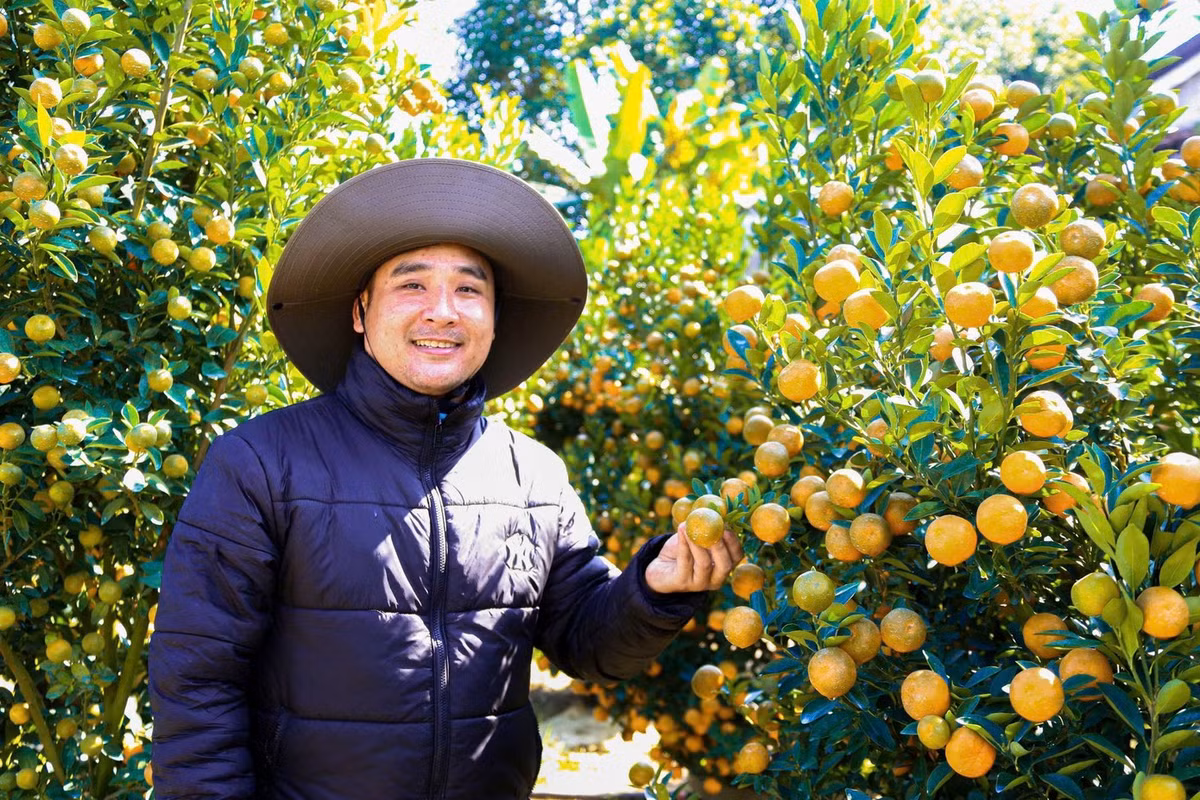 Nhiều chủ vườn phấn khởi khi khoảng 80% lượng quất tại vườn đã được đặt cọc