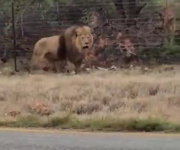 Con sư tử đi dọc theo hàng rào khoảng một dặm trước khi nằm xuống dưới một cái cây.