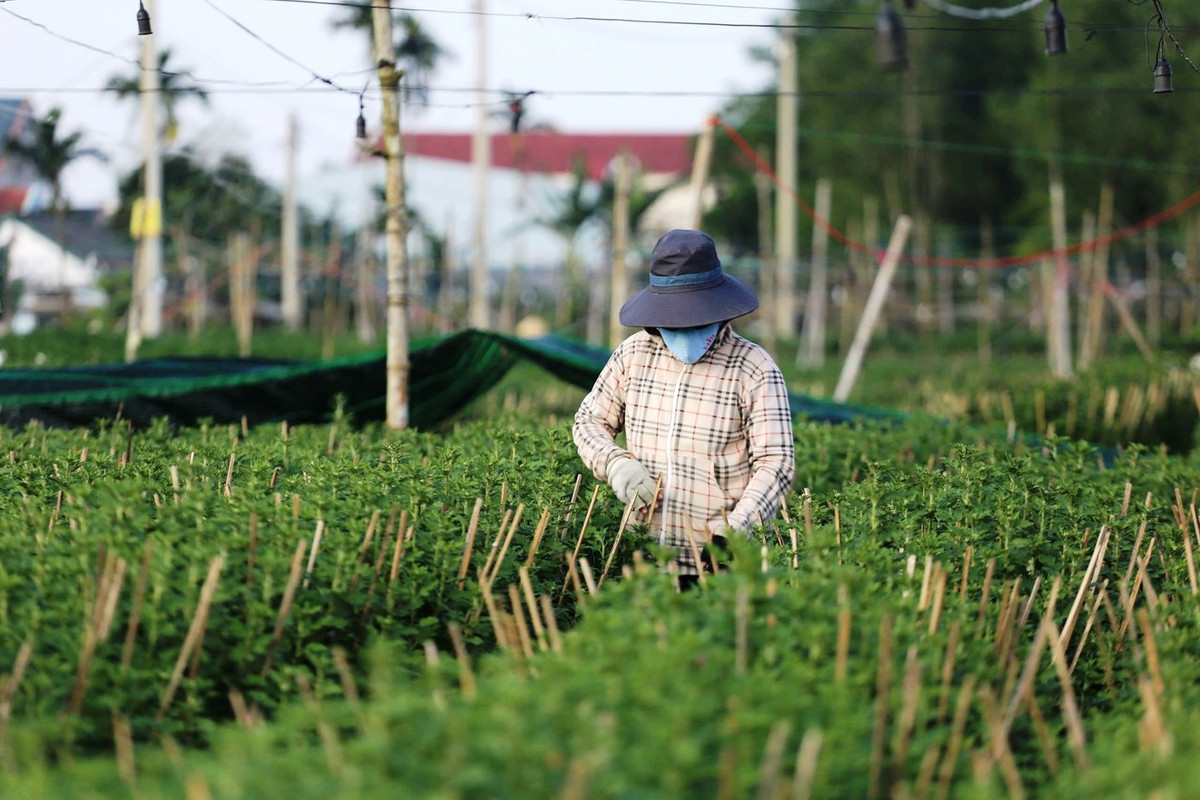 Sau lũ, hoa cúc là loài ngắn ngày được nông dân Huế chọn trồng phổ biến để kịp nở trong dịp Tết Nguyên đán